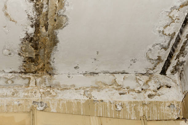 Best Mold Removal for HVAC Installations  in Amerin Nyon, CA