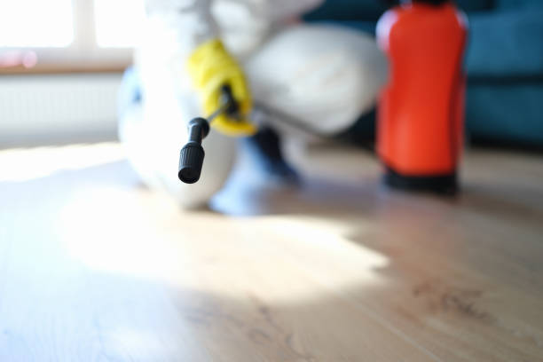 Reliable American Canyon, CA Mold Removal Solutions