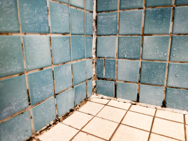 Best Air Quality Testing for Mold Spores  in Amerin Nyon, CA