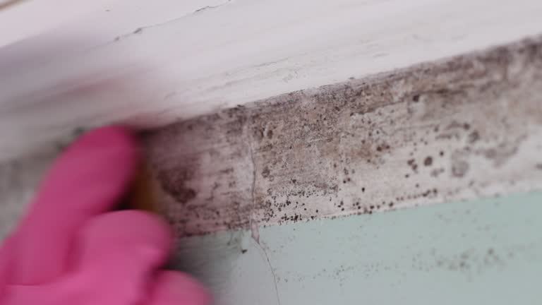  Amerin Nyon, CA Mold Removal Pros
